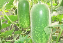 盐城吃瓜爆料视频大全,揭秘当地热点事件