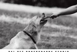 爆料宠物玩具视频,趣味互动，萌宠生活更精彩