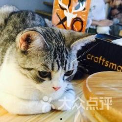 娱乐吃瓜猫金星,娱乐圈的麻辣吃瓜猫，揭秘幕后风云