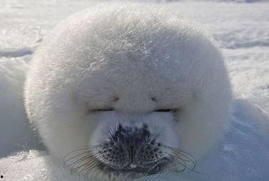 娱乐吃瓜君海豹,揭秘娱乐圈幕后故事