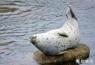 娱乐吃瓜君海豹,揭秘娱乐圈幕后故事